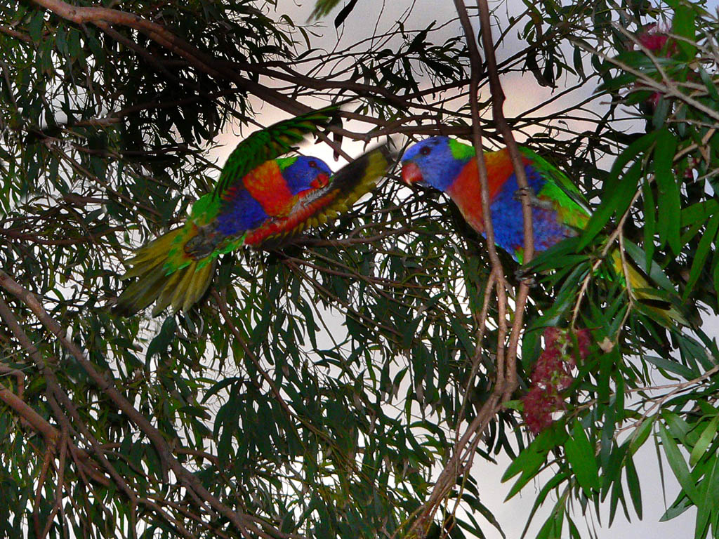 Australie - papousci